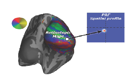The Visual System: Retinotopic Maps and Population Receptive Fields