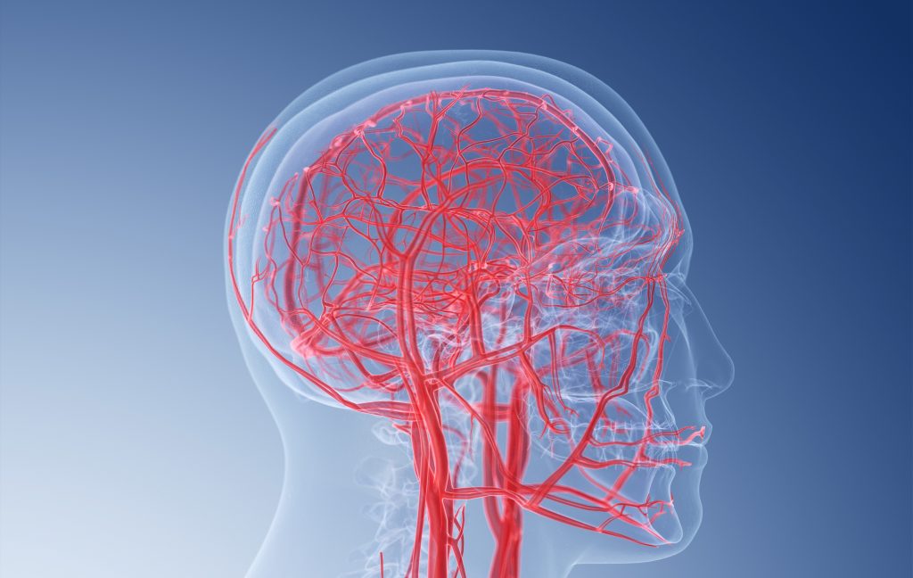 blood vessels in the brain