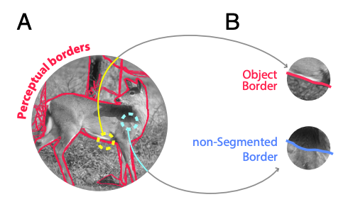 Spinoza researchers help uncover how our we distinguish objects from their background Spinoza researchers help uncover how our we distinguish objects from their background