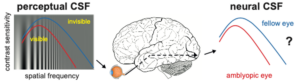 Linking visual performance and brain responses in amblyopia using 7T MRI 2
