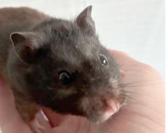 Mollie the hamster