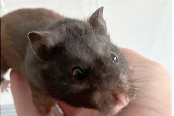 Mollie the hamster held in a hand
